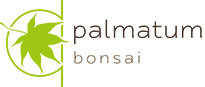 Palmatum - donice bonsai